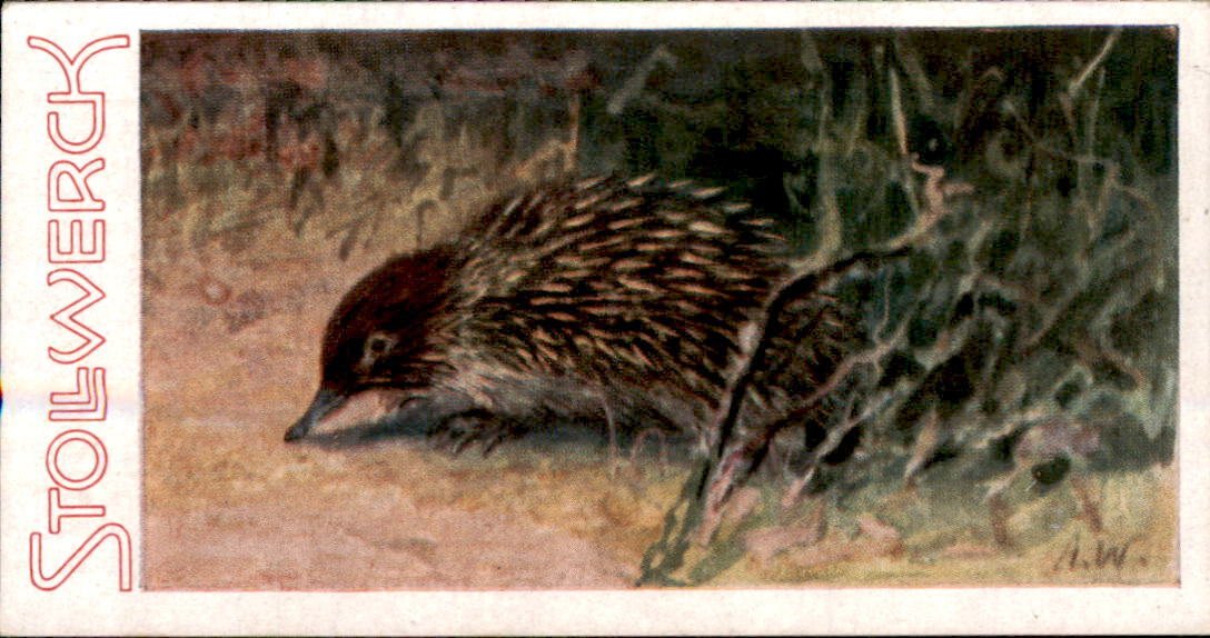 /Germany/Stollwerck/Animals/DE_Stollwerck_1932_Aus dem Tierreich (107).jpg